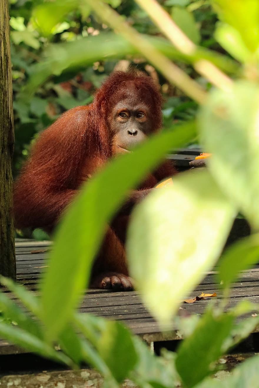 zvíře, orangutan, savec, opice, druh, fauna, primát, les, tropický deštný prales, zvířata ve volné přírodě, ohrožené druhy