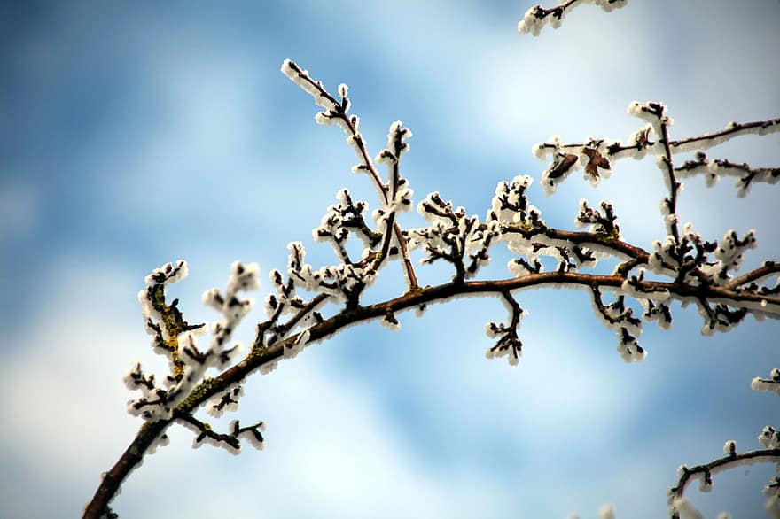 zimní, mráz, větev, rostlina, sníh, led, Studený, Příroda, strom, detail, jaro