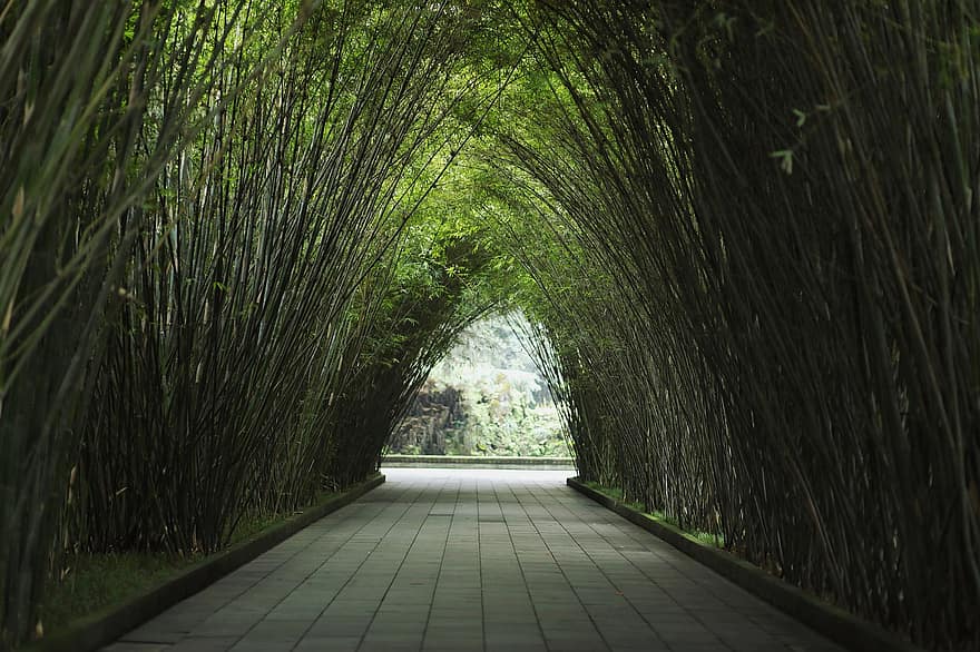 дорожка, бамбук, парк, мостовая, растения, пейзаж, природа