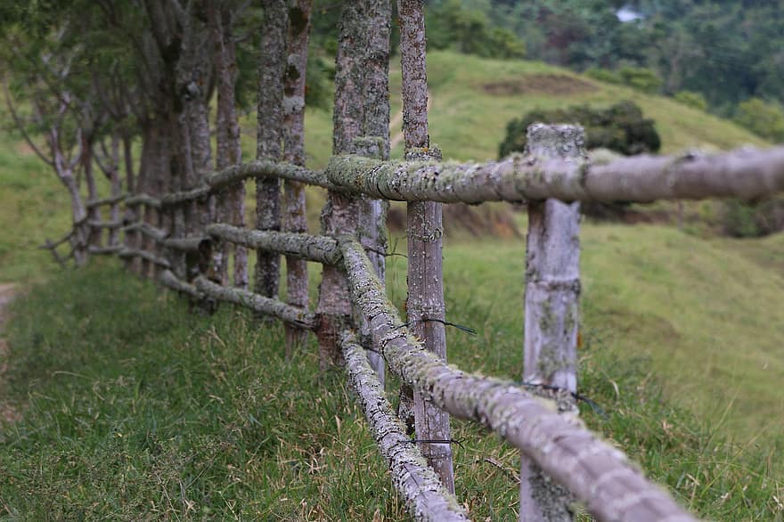 забор, ограждение, дерево, деревянный забор, растения, ферма, безопасность, защита, сюжет, Prado, природа