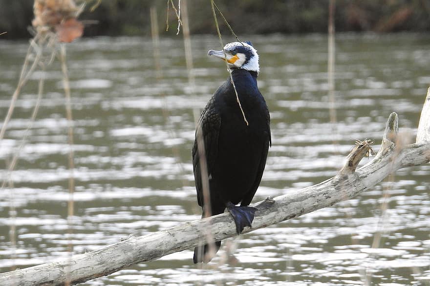 cormoran, oiseau, oiseau d'eau, Migrant à courte distance, berge de rivière, rivière, l'observation des oiseaux, aviaire, le bec, animaux à l'état sauvage, plume