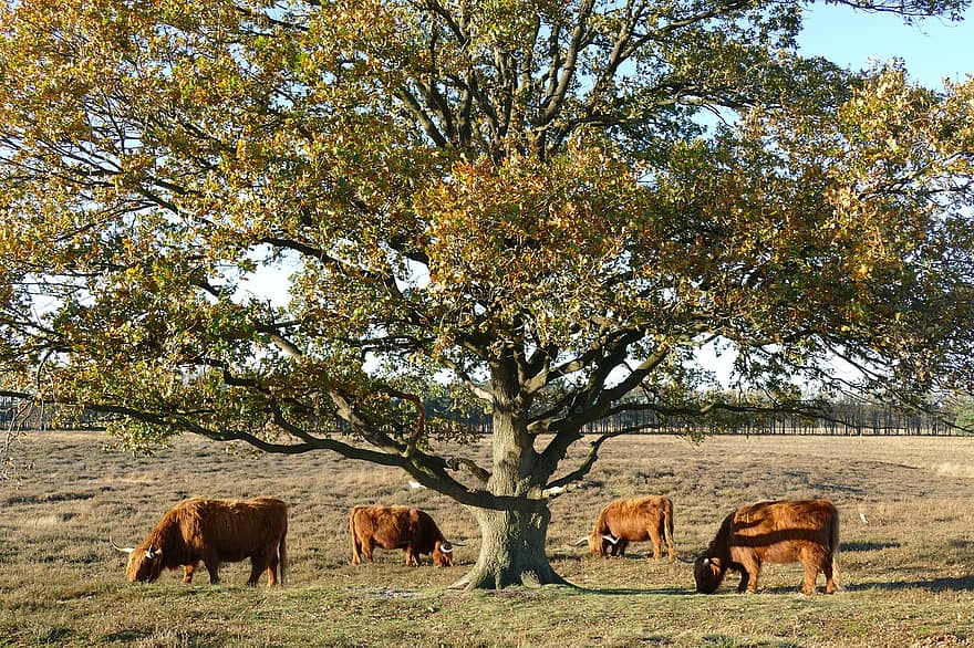 con bò, cao nguyên Scotland, thịt bò, herkauwer, động vật có vú, động vật, Thiên nhiên