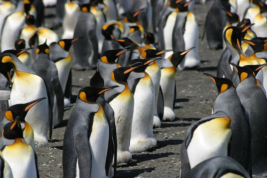 pingwiny królewskie, ptaki, Antarktyda