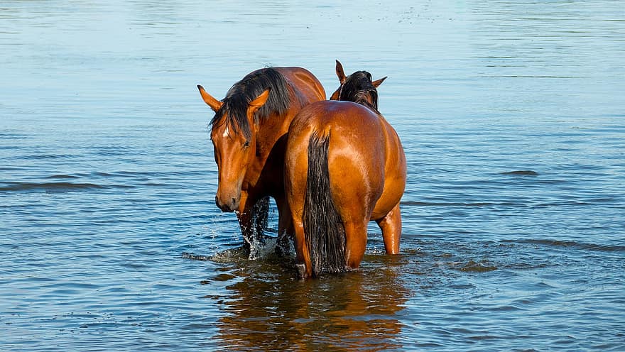 άλογα, καλοκαίρι, φύση, τοπίο, νερό, φίλτρα, elbe ποτάμι, μπλέ νερό