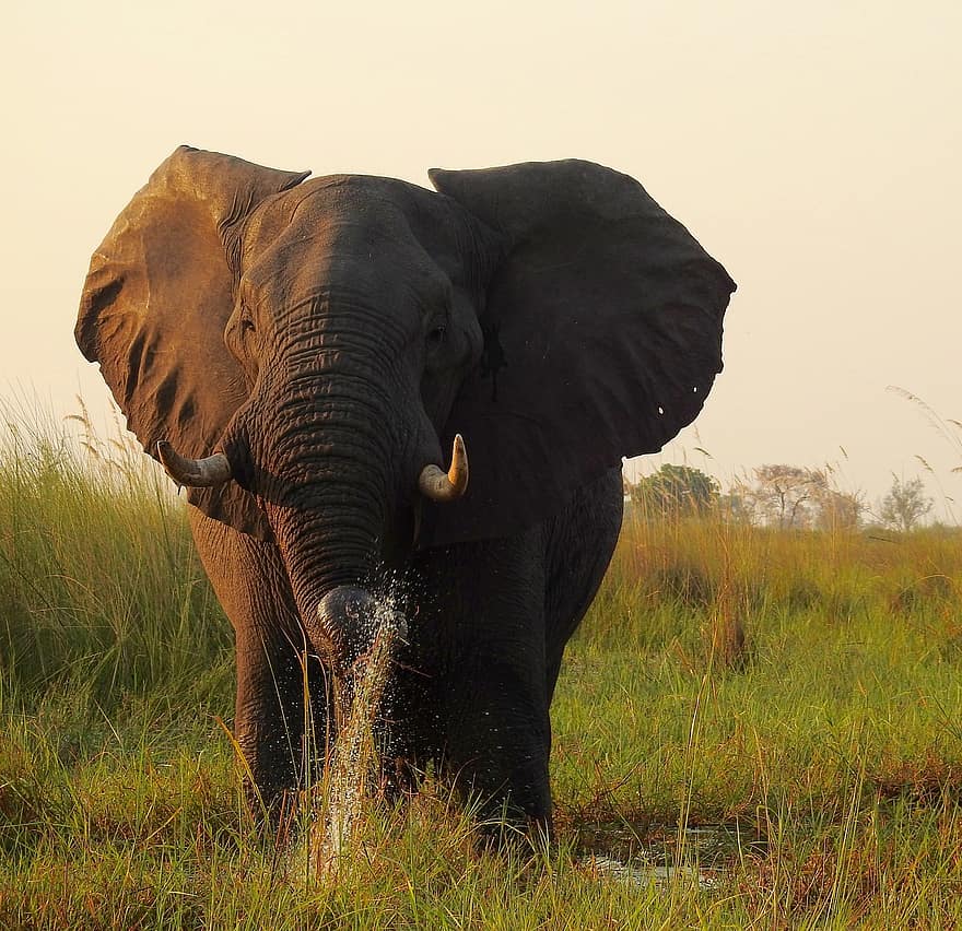 con voi, thú vật, safari, ngà, động vật có vú, động vật hoang dã, pachyderm, to, Thân cây, đồng cỏ, động vật