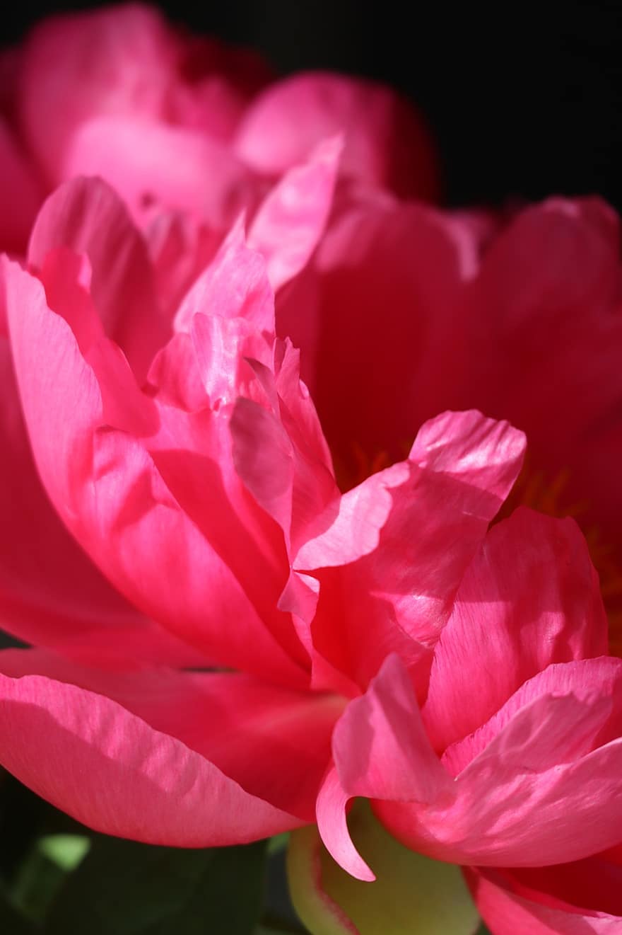 Peonies, Pink Flowers, Nature, Garden, Flowers, Close Up, close-up, flower, petal, plant, leaf