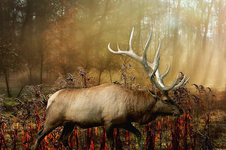 elk, zvíře, les, parohy, savec, volně žijících živočichů, divočina, slunečního světla, mlha, divoký, Příroda