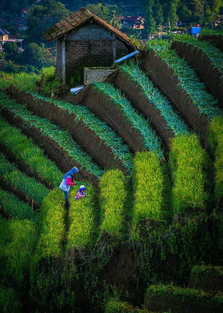 Farmers, Human, Farmer, Agriculture, Farm, People, Seed, Gardening, Countryside, Nature, Traditional