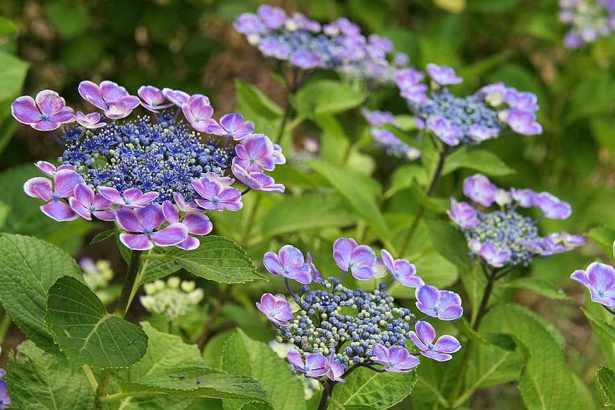 Hortenzija, gėlė, Japonija, macrophylla, Normalis, japonų kalba, sodas, zen, augalų, violetinė, žiedlapis