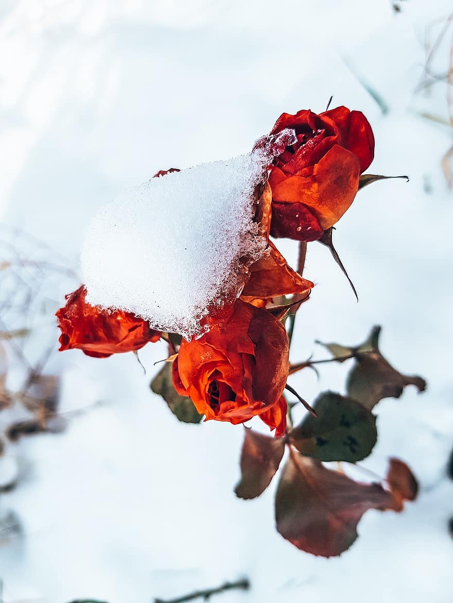 tuyết, hoa hồng, lạnh, mùa đông, những bông hồng đỏ, những bông hoa, có tuyết rơi, khô héo, sương giá, băng giá