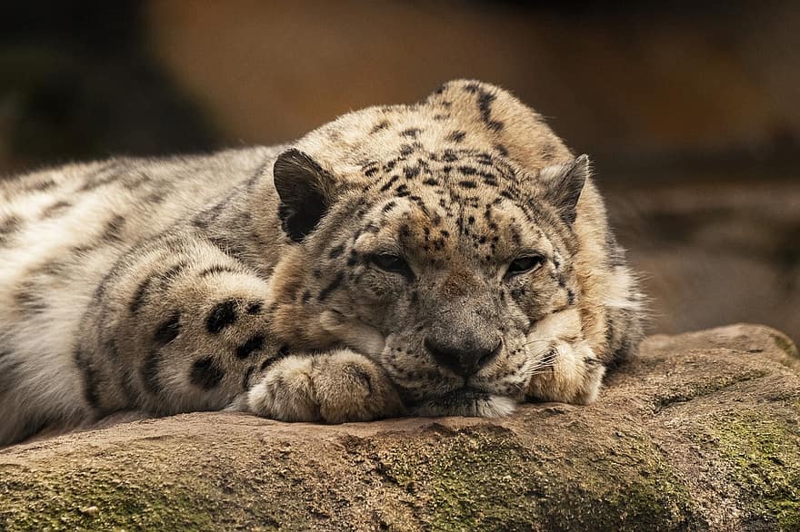 léopard des neiges, léopard, chat, félin, chat sauvage, faune, animal, région sauvage, mammifère, prédateur, la nature