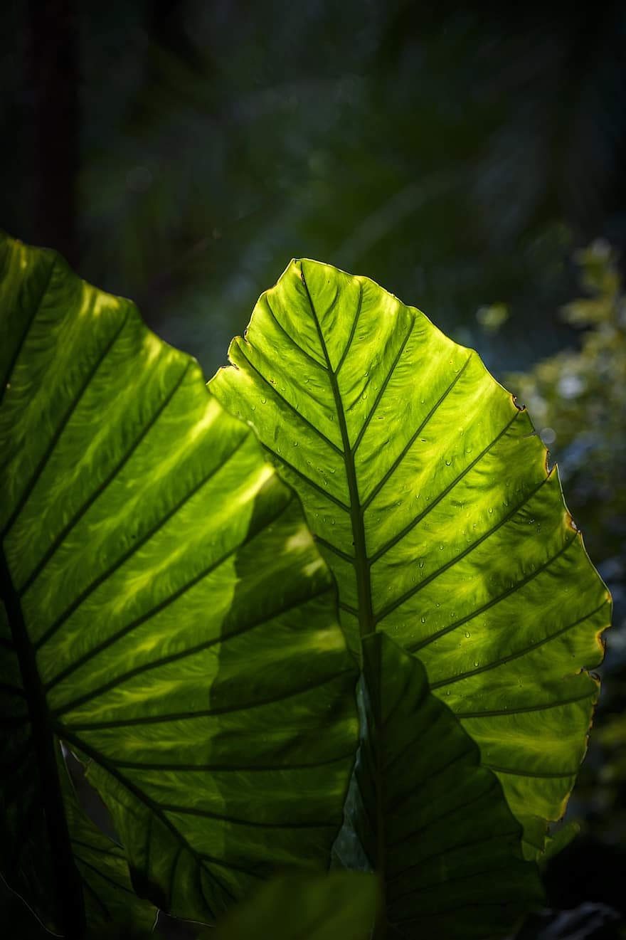 Leaves, Green, Plant, Backlighting, Leaf Veins, Botany, Horticulture, Nature, Environment
