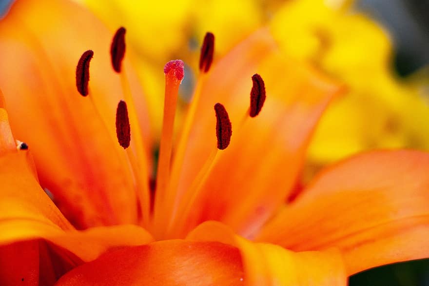 Feuerlilie, Garden, Stengel, Close Up, Blossom, Bloom, Orange, Plant, Flowers, Summer