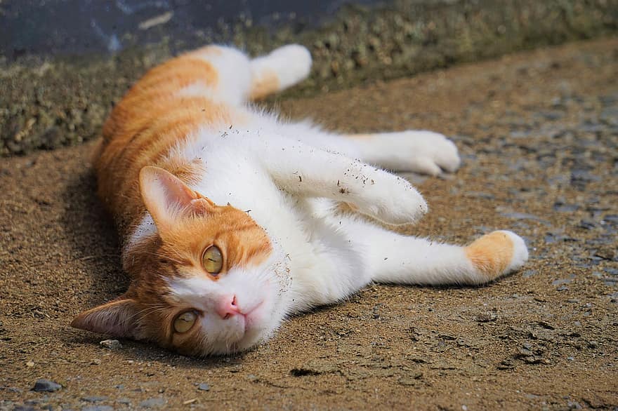 katė, gulėti, nešvarumai, katytė, tabby, apelsinų katė, apelsinų tabby, kačių, vidaus, naminių gyvūnėlių, lauke