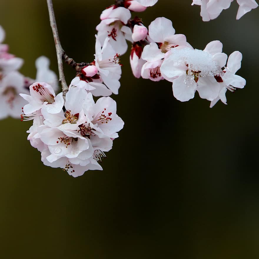 Peach Blossom, Flowers, Branch, Tree, Buds, Pink Flowers, Petals, Bloom, Blossom, Nature, Spring