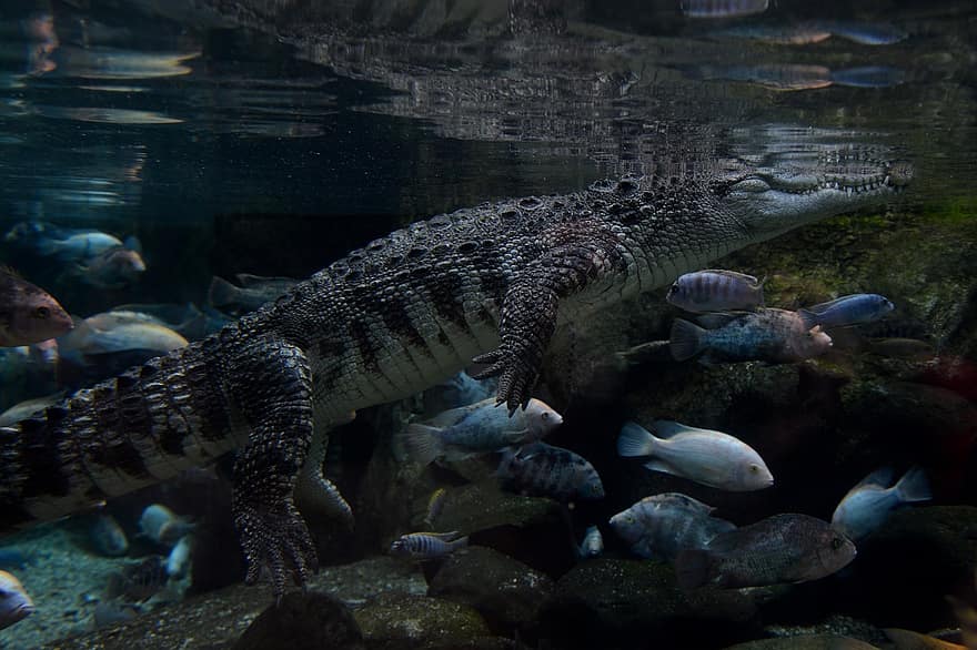 krokodil, óceán, tenger, viz alatti