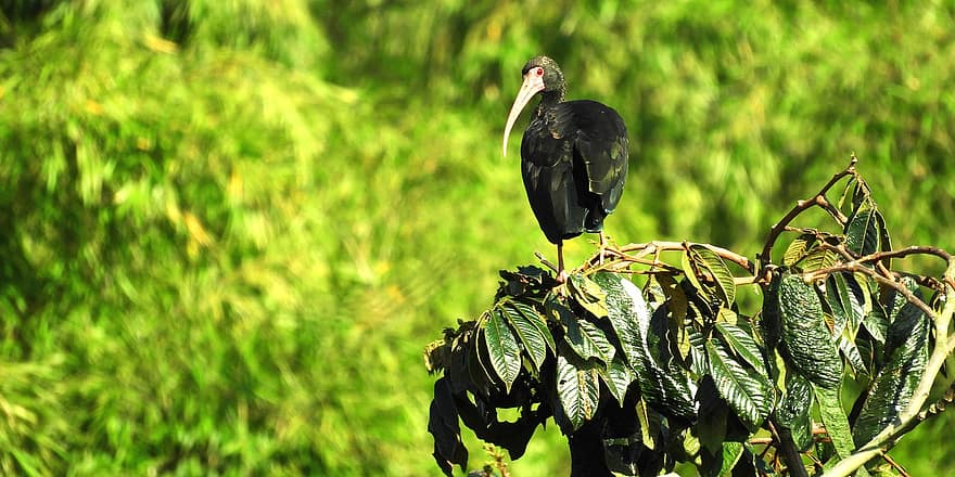naturaleza, Cra, pájaro, ibis negro