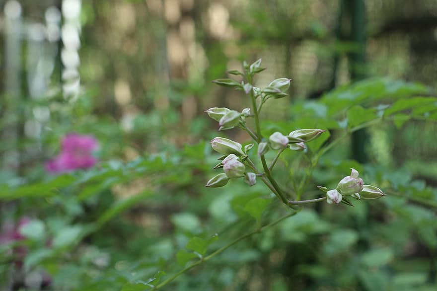 Podranea Ricasoliana zieds, kopas, pumpuri, līkne, bērns, zaļa, zaļumi, lapas, augu, vasarā, zaļā krāsa