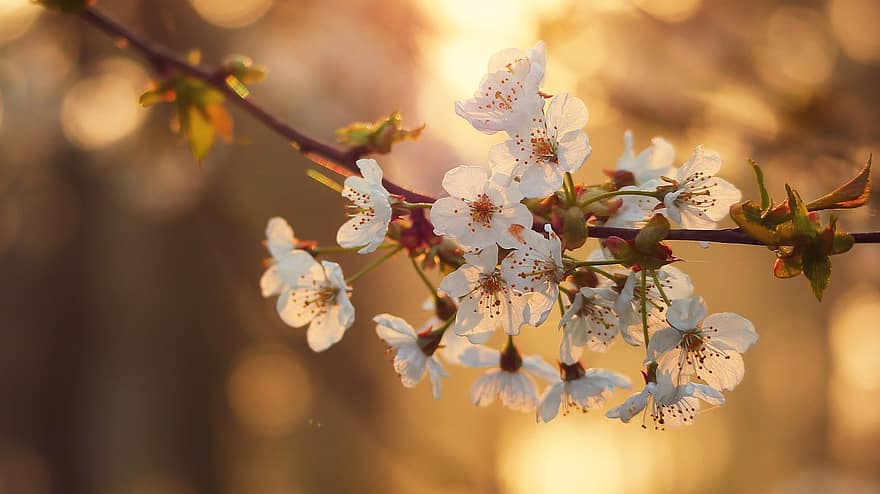 sakura, blommor, körsbärsblommor, vita kronblad, kronblad, blomma, flora, vårblommor, natur, springtime, gren