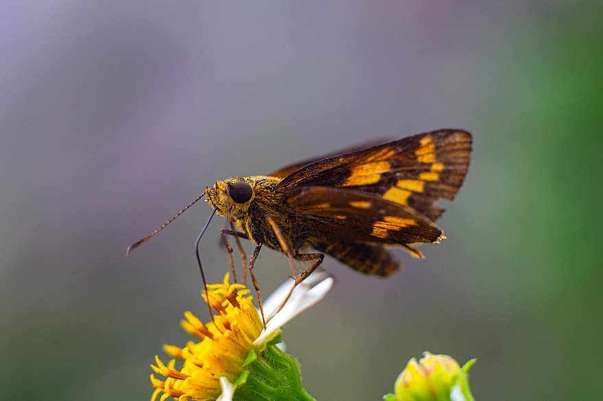 Insect, Lesser Dart, Flower, Skipper Butterfly, Butterfly, Animal, Nectar, Natural, Nature, Macro