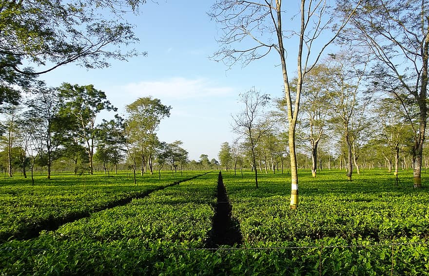 чайный сад, Чай Ассам, чайный куст, выращивание, плантация, напиток, сценический, лист, зеленый, ассам, дерево