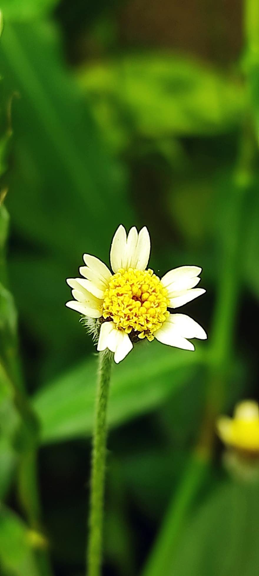 Shaggy Soldier, Flower, Plant, Peruvian Daisy, White Flower, Petals, Bloom, Spring, Nature
