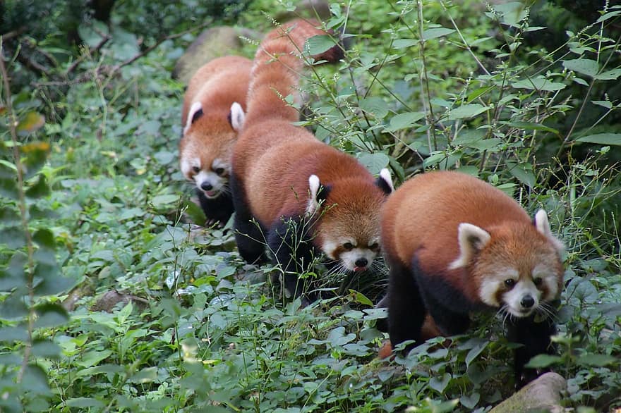червена панда, мечка, животно, козина, семейство, фауна, листа, растения