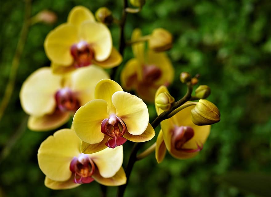 орхидеи, цветя, жълти орхидеи, phalaenopsis amabilis, листенца, венчелистчета от орхидеи, разцвет, цвят, флора, природа