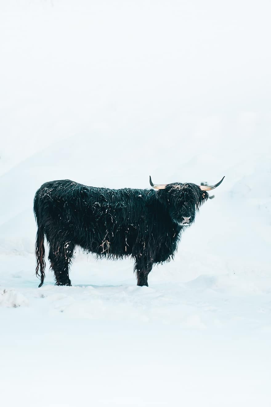 ハイランド牛、牛、冬、雪、動物、家畜、哺乳類、コールド、雪の吹きだまり、自然、ファーム