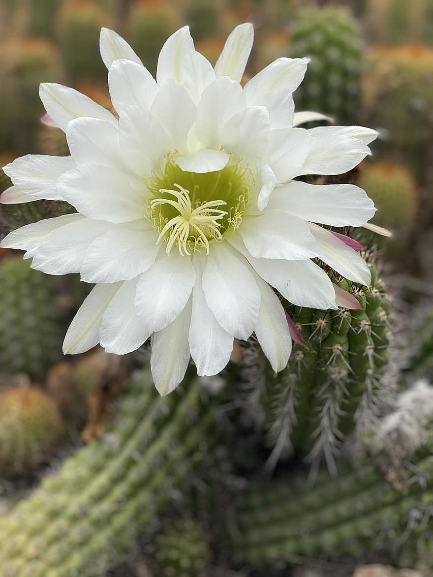 cactus, floare, petale, crampoane, natură, a inflori, floră