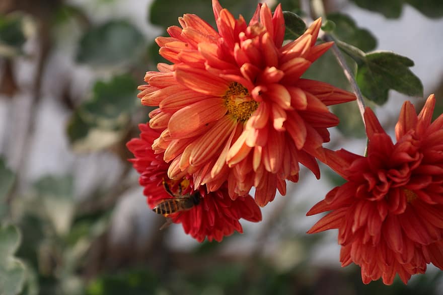 Dahlia, Flowers, Bee, Insect, Pollination, Red Flowers, Petals, Bloom, Plant, Nature