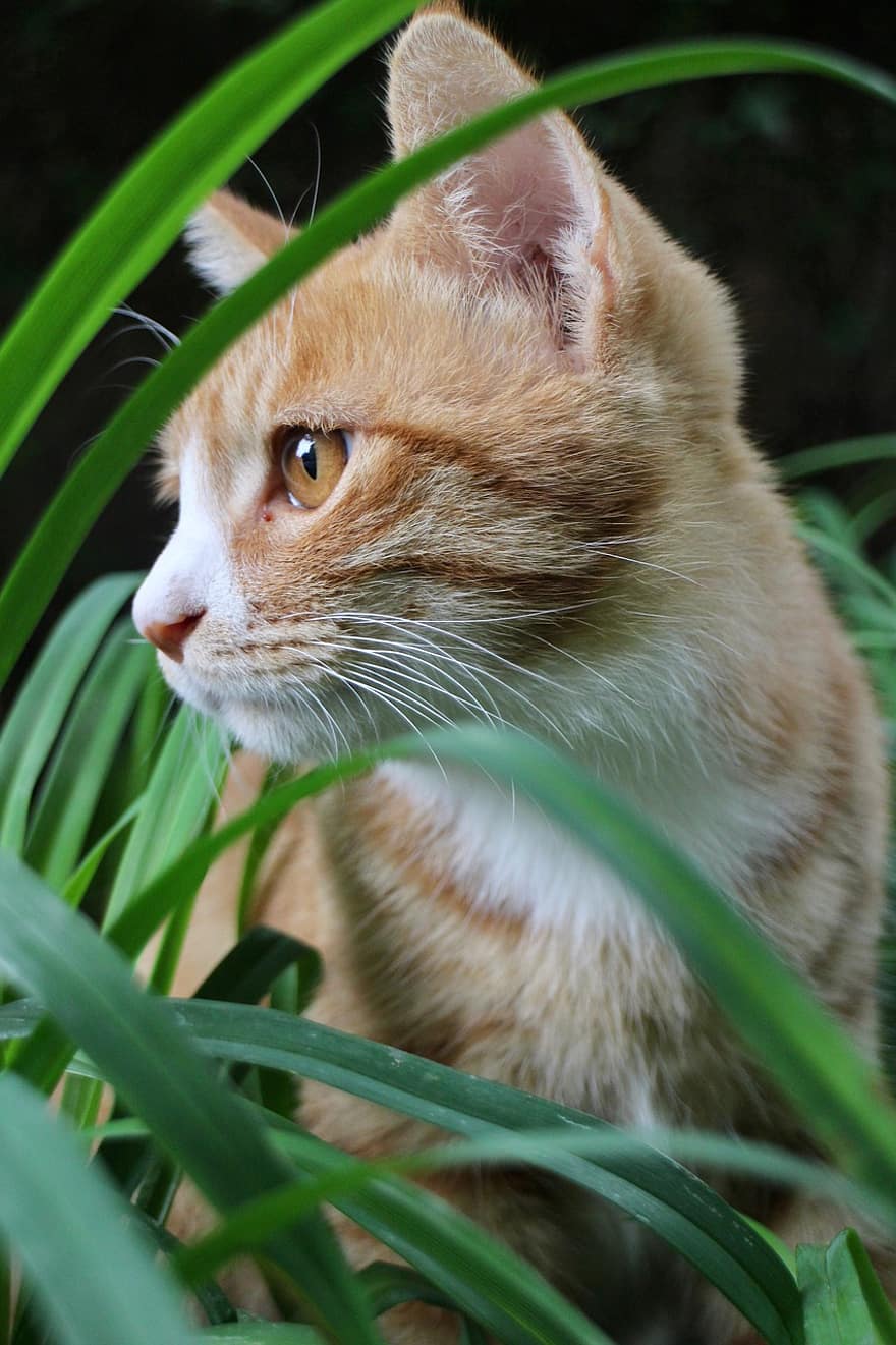 oranža kaķene, kaķis, kaķi, pet, dzīvnieku, mājdzīvnieki, gudrs, mājas kaķis, kaķēns, zāli, ūsas
