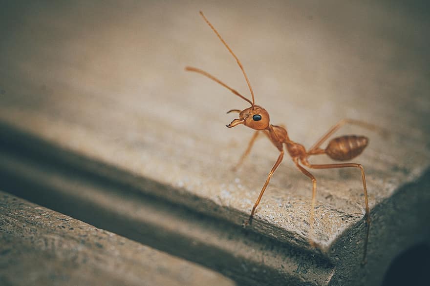 hormiga, insecto, entomología, de cerca, macro, pequeña, artrópodo, hoja, antena animal, animales en la naturaleza, antecedentes