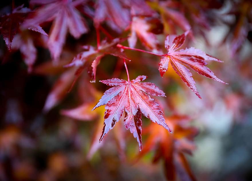 acero giapponese, acero, autunno, le foglie, foglie d'acero, fogliame, foglie d'autunno, fogliame autunnale, colori autunnali, stagione autunnale, natura