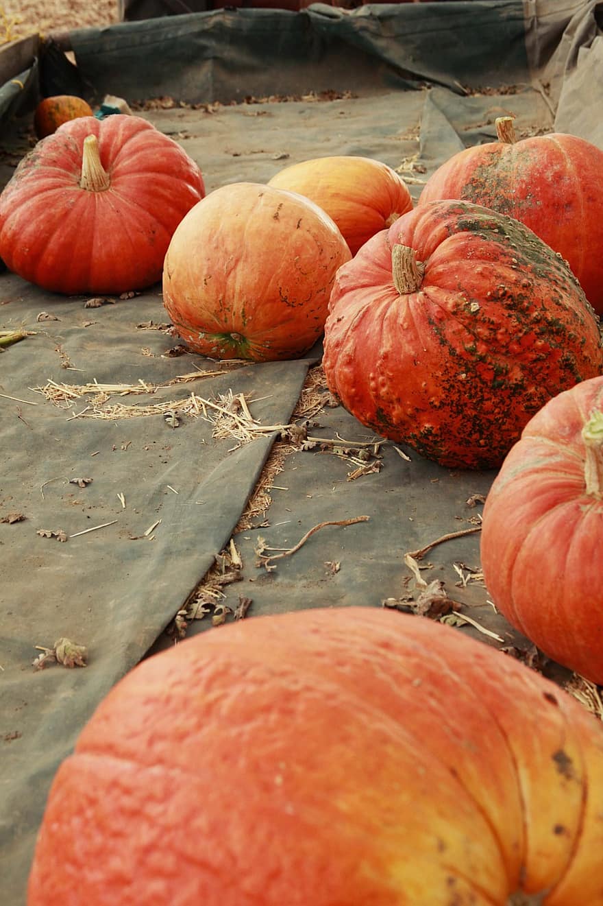 Pumpkins, Vegetable, Harvest, Pumpkin Patch, Produce, Organic, Food, Fall, Autumn