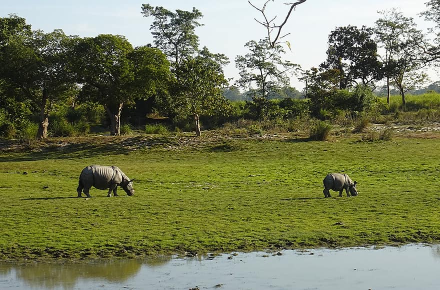 nosorożec, jeden rogaty, zwierzę, dziki, dzikiej przyrody, zagrożone, unicornis, kaziranga, Park Narodowy, sanktuarium, Assam