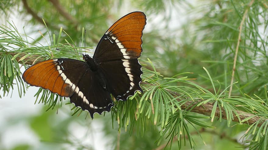 Brązowy Motyl Siproeta, motyl, owad, Zardzewiały motyl z końcówką, skrzydełka, odchodzi, Oddział, roślina, Natura