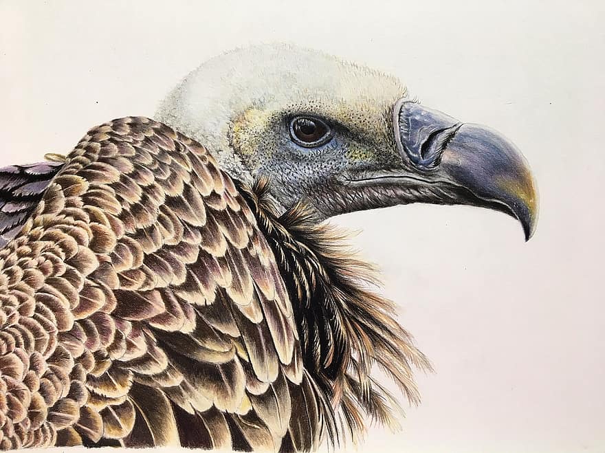 Vulture, Bird, Nature, Scavenger, Predator, Drawing, Carrion, Plumage, Sketch