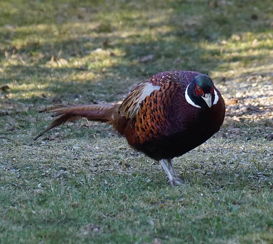 Ring-necked Pheasant, Pheasant, Bird, Animal, feather, beak, grass, animals in the wild, multi colored, green color, close-up