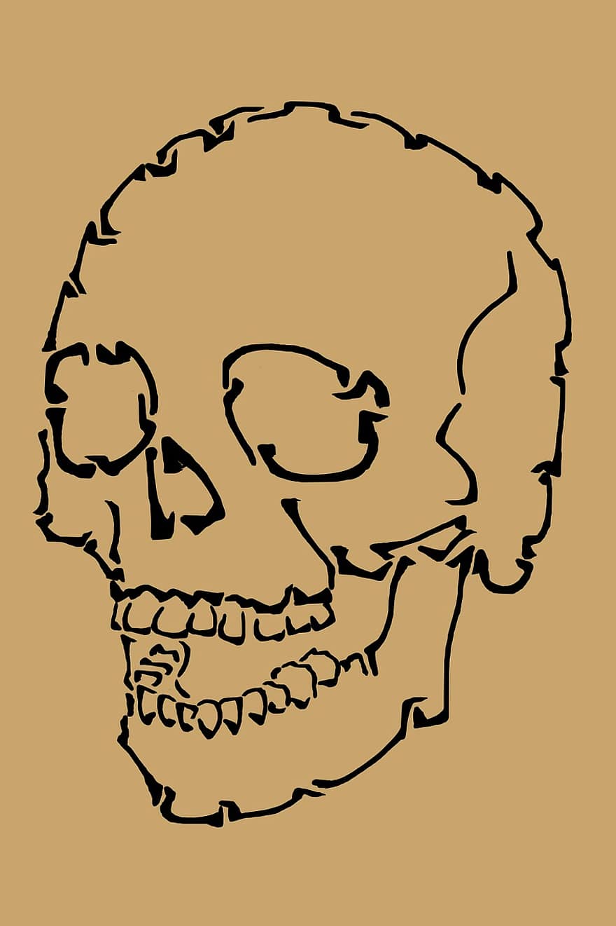 cráneo, anatomía, humano, hueso, esqueleto, muerto, muerte, Muerte marrón