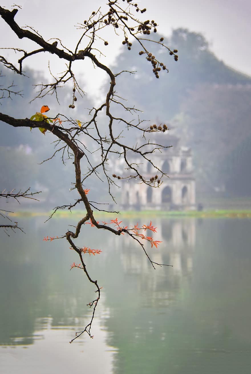 lago da espada, lago, Hanói, Vietnã, árvore, filiais, galhos, natureza