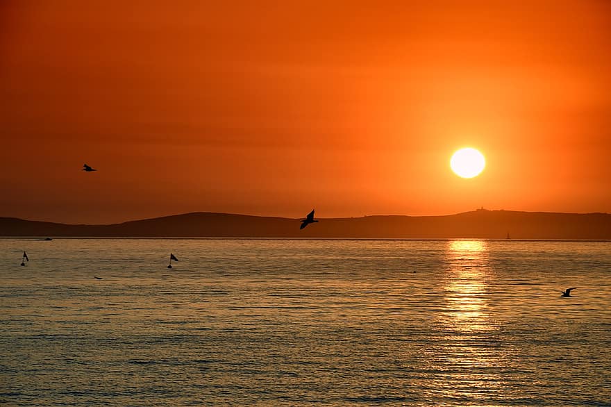 puesta de sol, Dom, naturaleza, mar, luz del sol, reflexión, Galicia, gaviotas, aves, aves voladoras