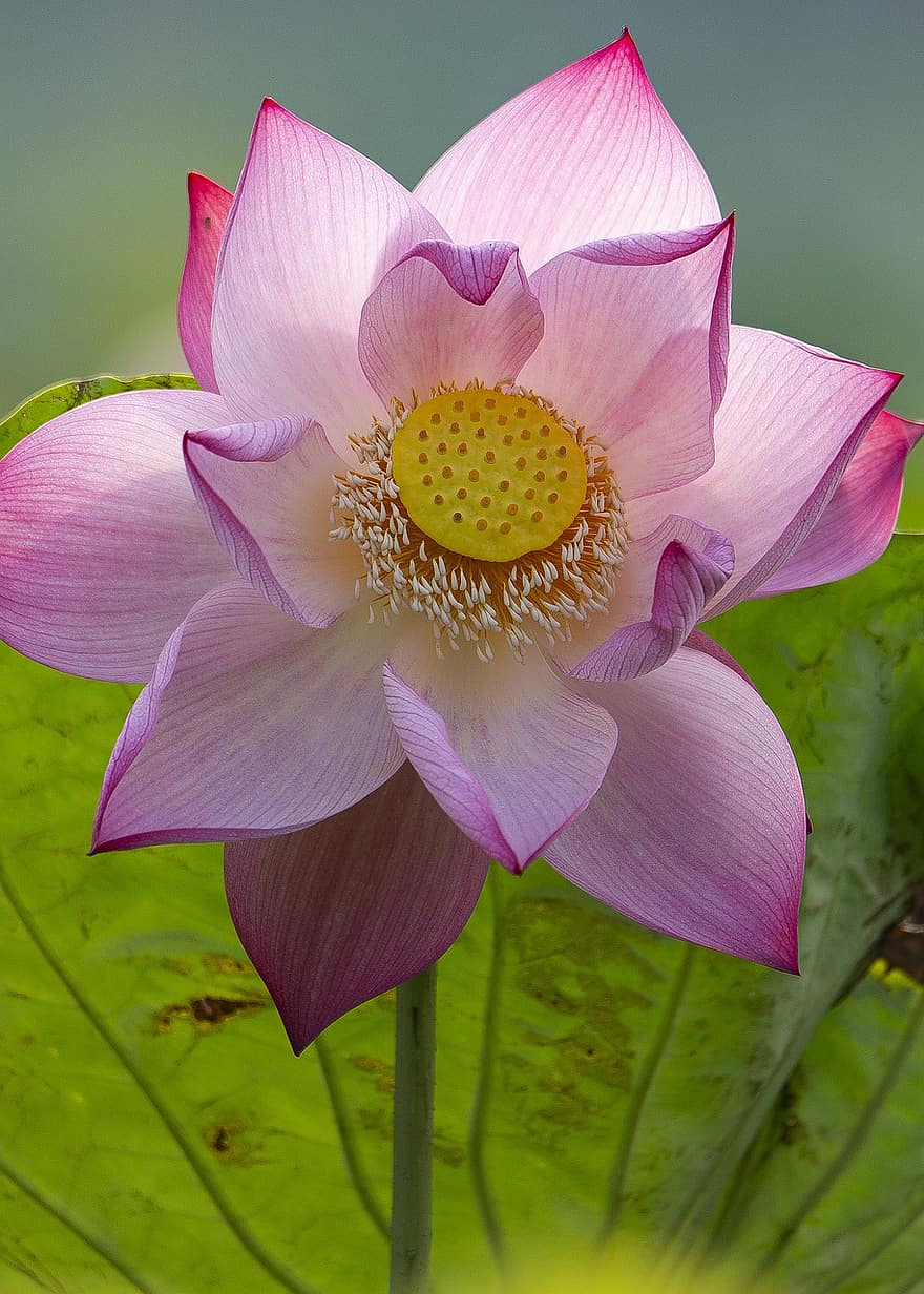 loto, flor, flor rosa, flor de loto, floración, pétalos, pétalos de rosa, flora, planta acuática, naturaleza