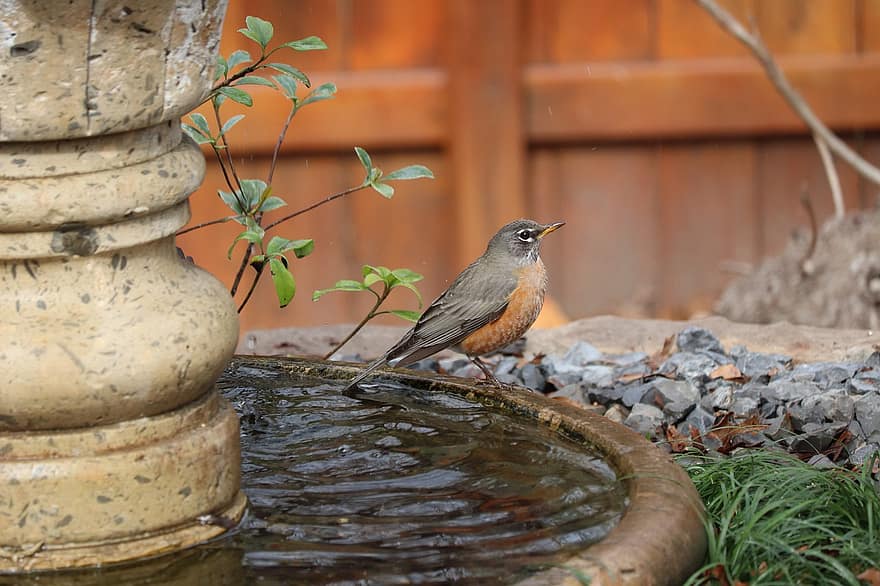 uccello, pettirosso, Fontana, bagno per uccelli, animale, natura, cortile
