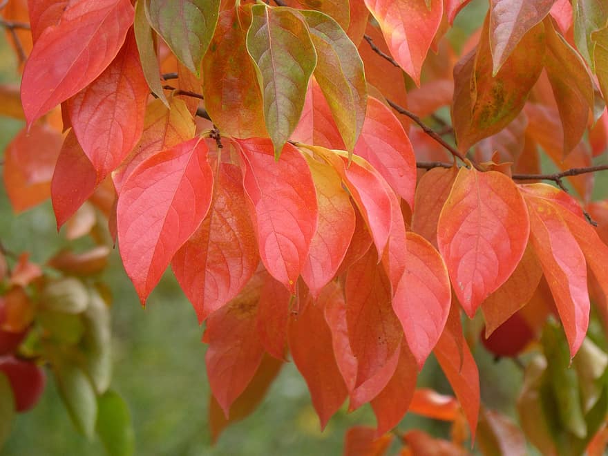 feuilles rouges, feuillage, l'automne, tomber, automne, feuille, jaune, saison, arbre, couleurs éclatantes, forêt