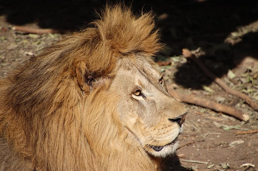 león, felino, animal, mamífero, gato salvaje, fauna silvestre, África, animales en la naturaleza, gato no domesticado, animales de safari, Gato grande