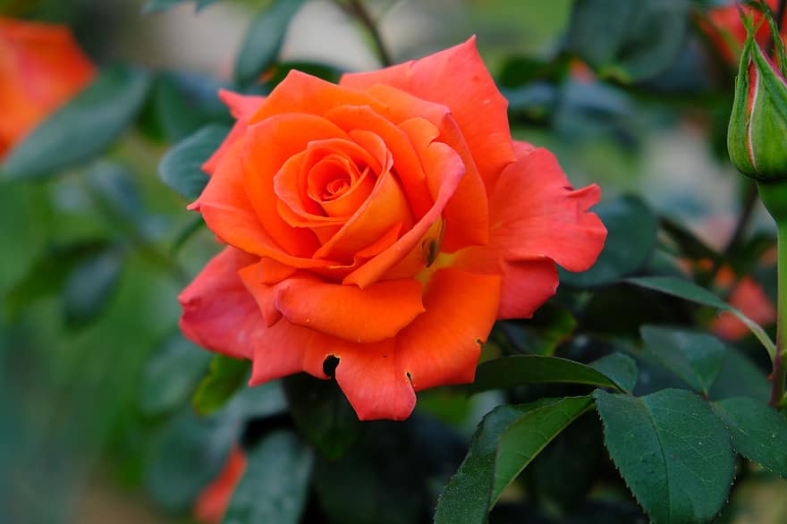 роза, оранжев, цвете, цвят, разцвет, природа, растение, романтичен, градина, цъфна роза, Свети Валентин