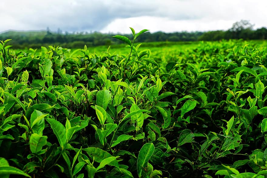 te, plantage, teplantage, svart te, mauritius, skörda