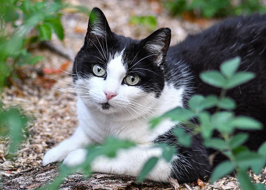 gato, felino, animal, gato preto e branco, gatinha, retrato de gato, doméstico, mamífero, ao ar livre, em repouso, descansar