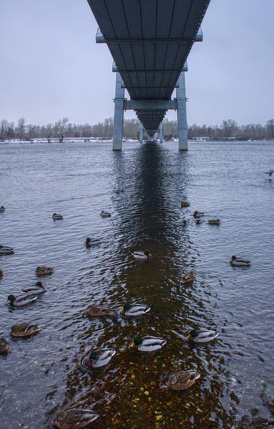eenden, brug, rivier-, landschap, Yenisei, Rusland, Siberië, winter
